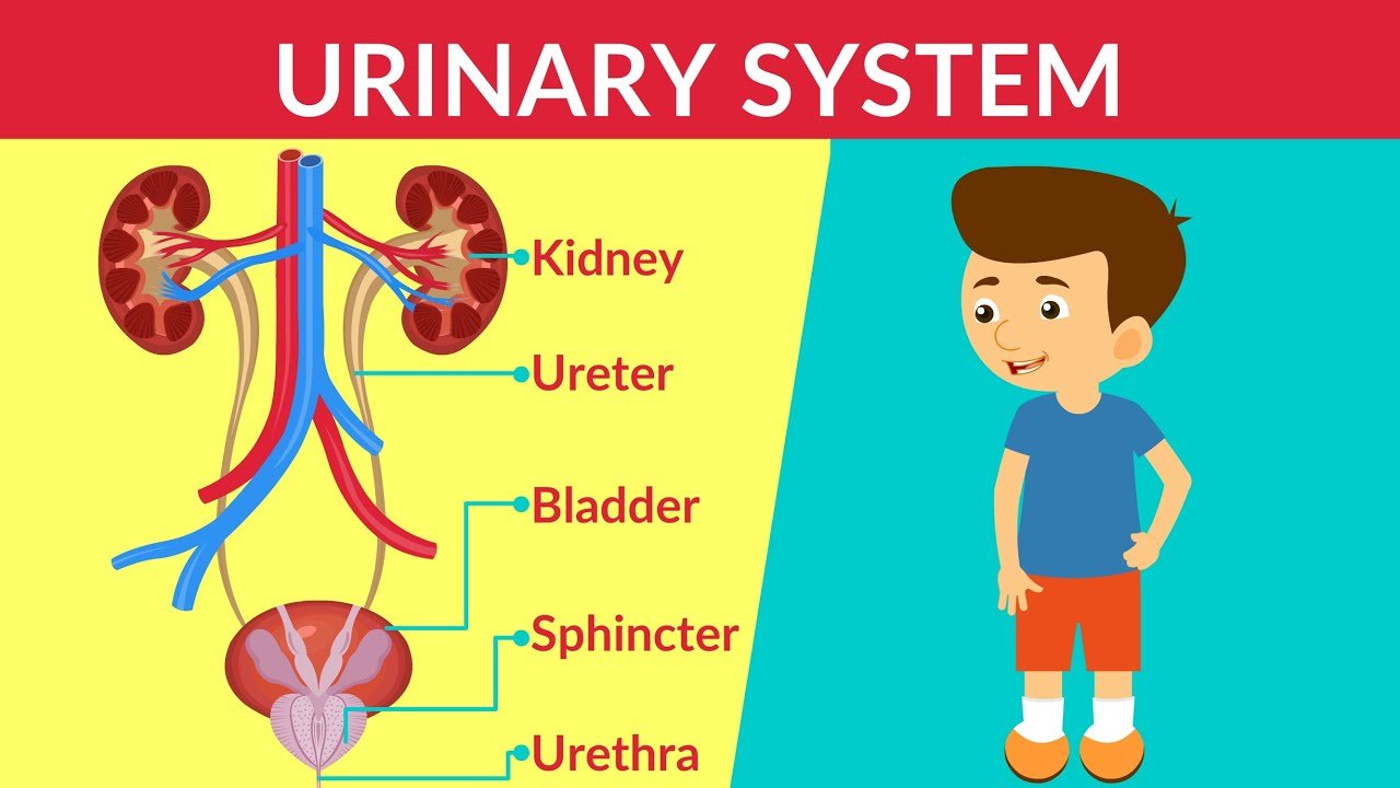 Vesical Stones in Children